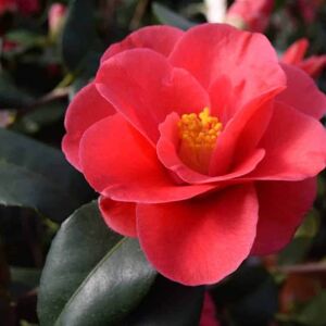 Camellia reticulata 'Mary Williams' 80-100 cm